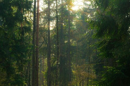 Zonnestralen door de bomen