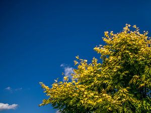 Gele Japanse Esdoorn met een helderblauwe lucht von Rezona