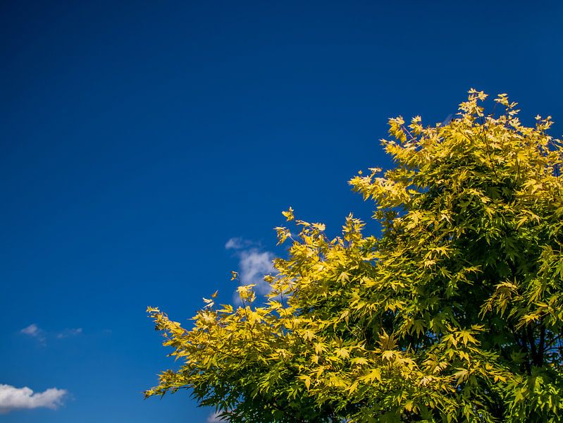 Gele Japanse Esdoorn met een helderblauwe lucht van MijnStadsPoster
