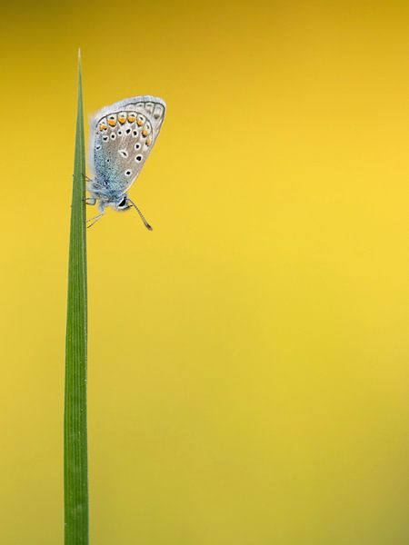 Blue butterfly in the meadow by Fynn Seidel