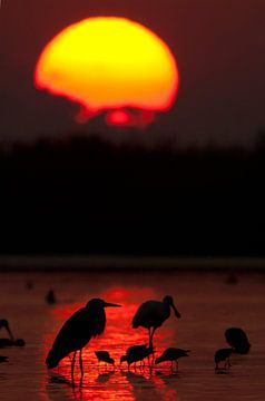 Lever du soleil sur le parc national de Kiskunsag. sur AGAMI Photo Agency