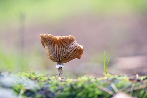 Paddestoel in zandhove bos.