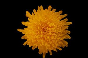 Yellow flower