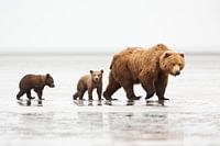 Grizzly (Ursus arctos horribilis) moeder met twee eenjarige welpen op zandplaat bij eb muddy estuary