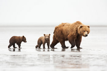 Grizzly (Ursus arctos horribilis) mère de deux petits d'un an sur un banc de sable à marée basse à l
