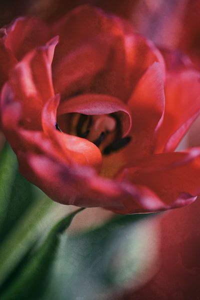 Wild beauty by Petra Dreiling-Schewe