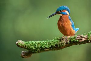 Eisvogel