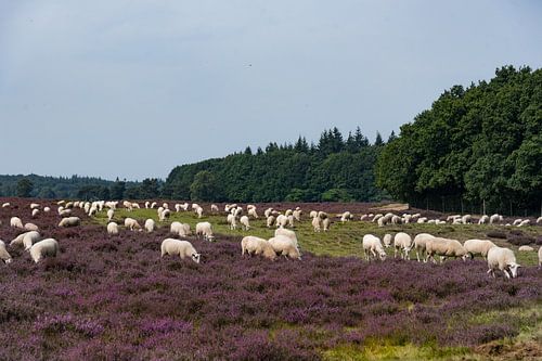 Schaapskudde op bloeiende heide 02