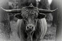 Powerful Scottish Highlander in Black and White