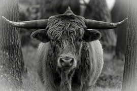 Powerful Scottish Highlander in Black and White