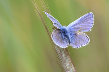 Petit bleu