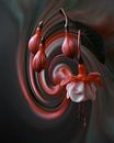 Fuchsia art van Saskia Schotanus thumbnail