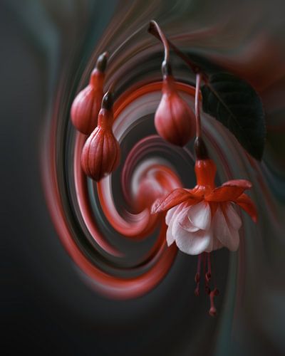 Fuchsia art