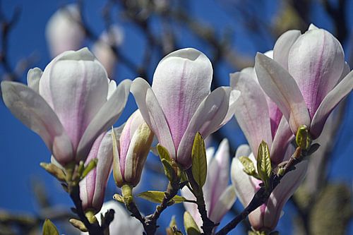 Bloeiende magnolia