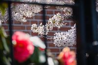 Die eigene Blüte an der Wand