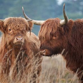 Highland Cow with young by Cor de Hamer