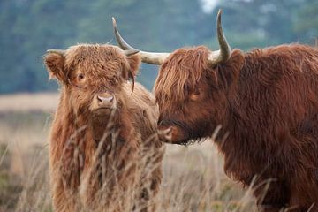 Highlander écossais avec des jeunes sur Cor de Hamer