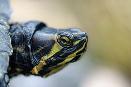 Schieberegler von Antoine Deleij