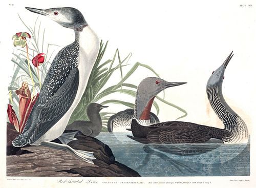 Roodkeelduiker
