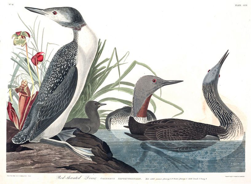 Plongeon Catmarin par Birds of America