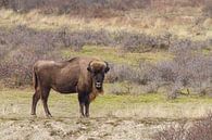 Europäischer Bison von Marianne Jonkman Miniaturansicht