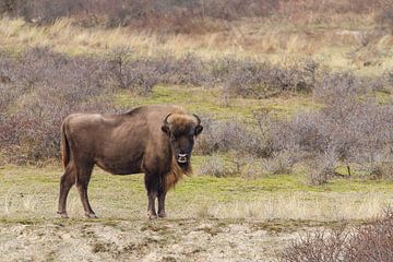 Bison d'Europe sur Marianne Jonkman