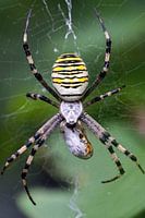 Wasp spider