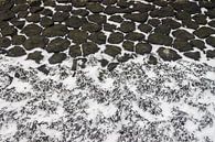 Blaaswier op de basaltblokken langs de Friese Waddenkust. van Meindert van Dijk thumbnail