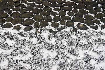 Blaaswier op de basaltblokken langs de Friese Waddenkust. van Meindert van Dijk