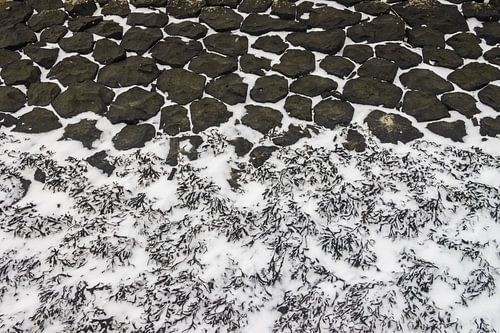 Blaaswier op de basaltblokken langs de Friese Waddenkust.