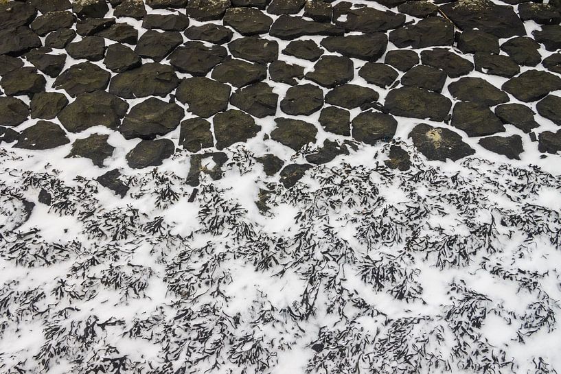 Blasentang auf den Basaltblöcken an der friesischen Wattenküste. von Meindert van Dijk