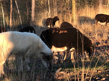 Moutons