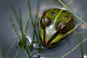 Grüner Frosch