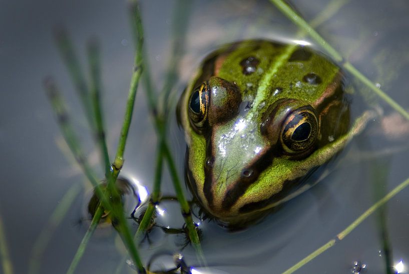 Grüner Frosch von Mariska Hofman
