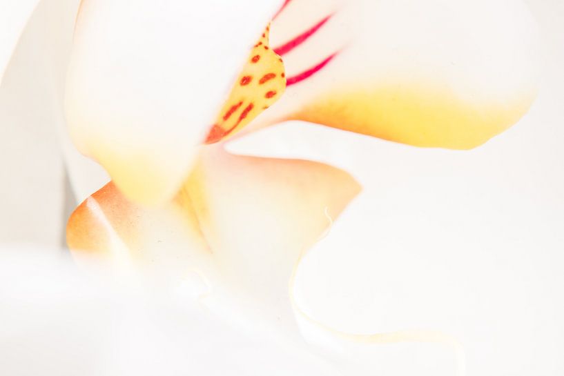 Wit en gele vlinderorchidee 1 van de buurtfotograaf Leontien