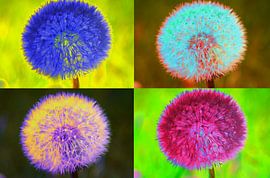 Pusteblume / Löwenzahl von HGU Foto