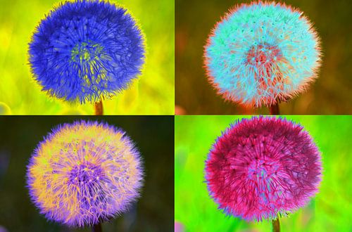 Paardebloem / Leeuw nummer