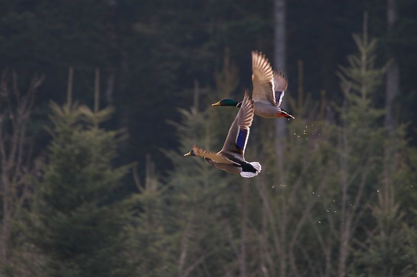 Canards au départ par Daniel Dorst