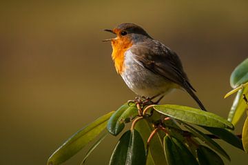Singing Robin... by Hermen van Laar
