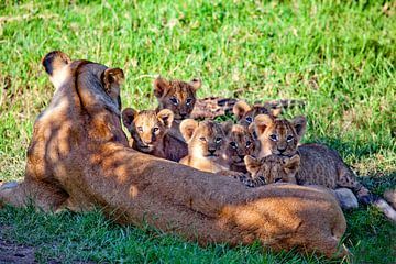 Moeder leeuw met kinderen van Peter Michel