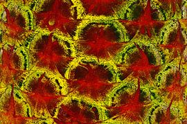 PineApple 2 by De Rover