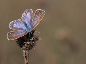 Icarusblauwtje (vrouwtje) von Jan Jongejan