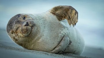 Zeehond op het strand van Dirk van Egmond