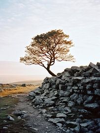 Baum im Sonnenaufgang