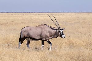 Oryx - Etosha National Park by Eddy Kuipers