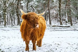 Schottische Highlander-Rind im Winter im Schnee