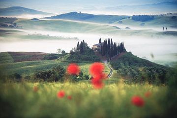 Italië Toscane Podere Belvedere in Val d'Orcia met mist en klaprozen van Jean Claude Castor