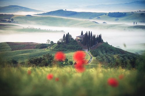 Italië Toscane Podere Belvedere in Val d'Orcia met mist en klaprozen
