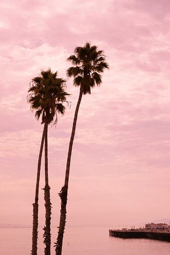 Palmbomen bij Santa Cruz pier, Californië, USA