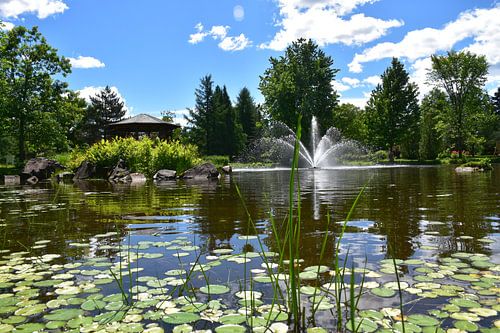 De vijver van het park in de zomer